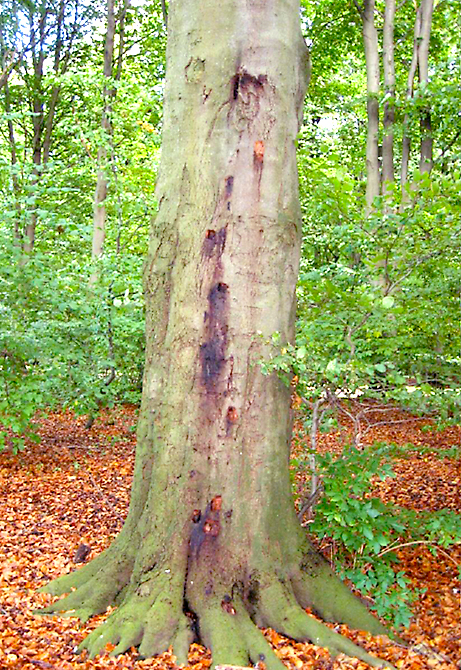 Tree trunk. Photo.