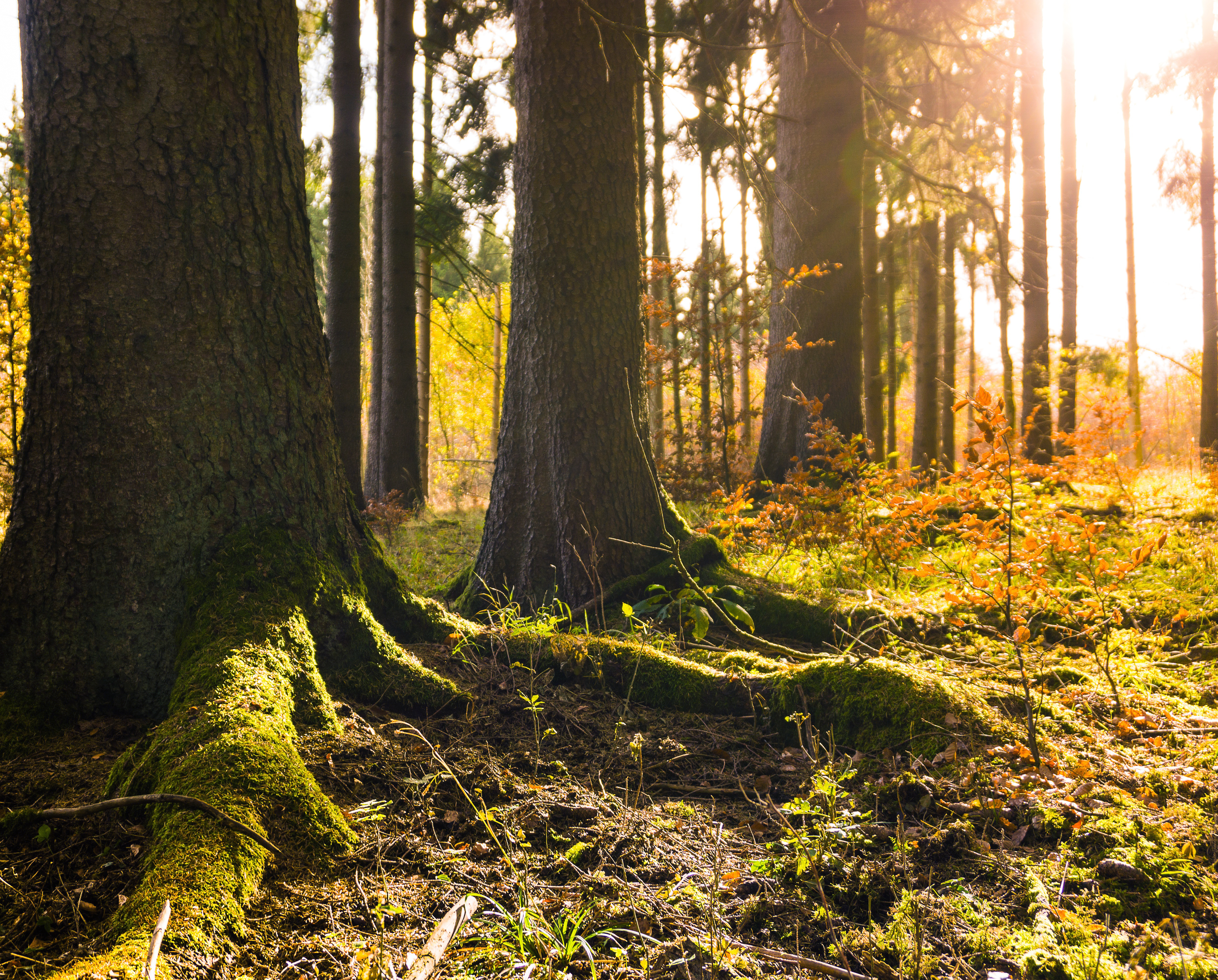 Trees and moss in sunny forest. Photo.