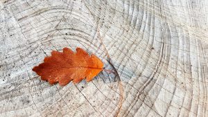 Orange leaf on exposed wood. Photo.