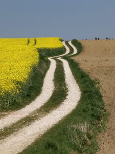 Road between a rapeseed field and a empty field. Photo.