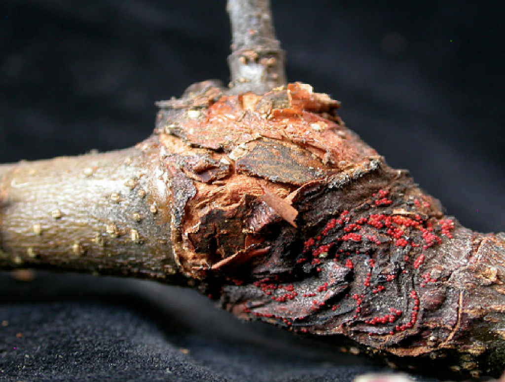 Close up on branch with canker wounds. Photo.
