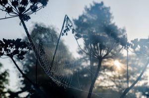 Spiderweb in foreground, trees and sun i background. Photo.