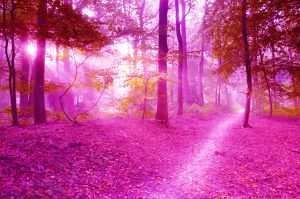 Forest seen through a pink filter. Photo.