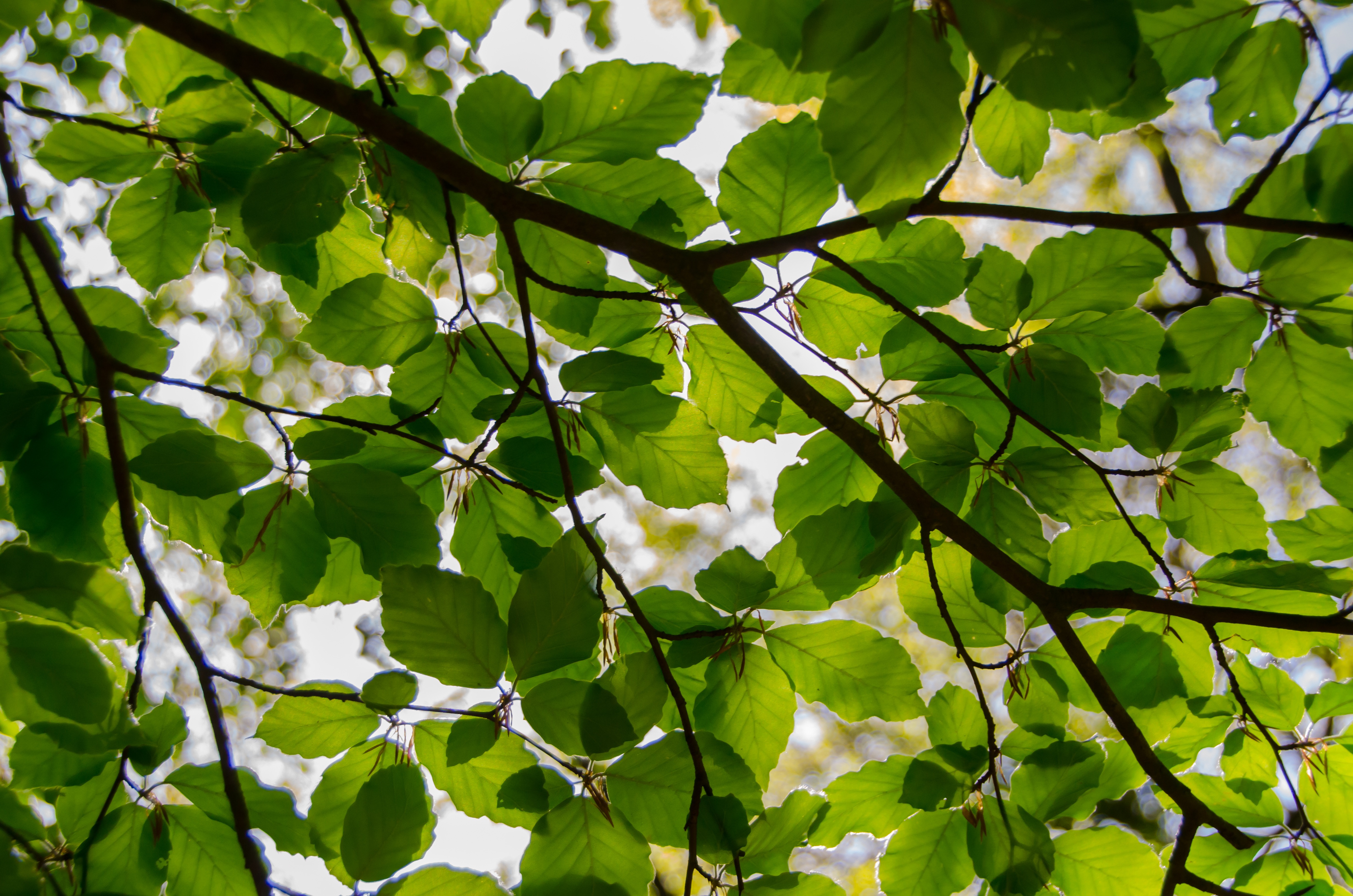 Branch with leaves. Photo.