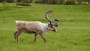 Reindeer on a green field. Phtot.