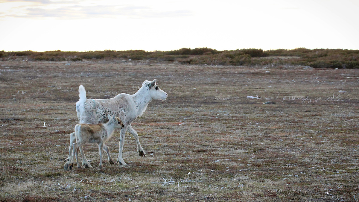 Reindeer and calf walking in a open field. Photo.