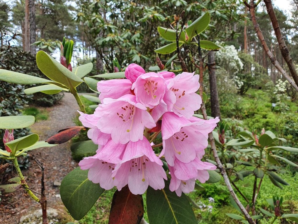 About 10 pink "bells" gather to a big flower in a green forest-like surrounding.