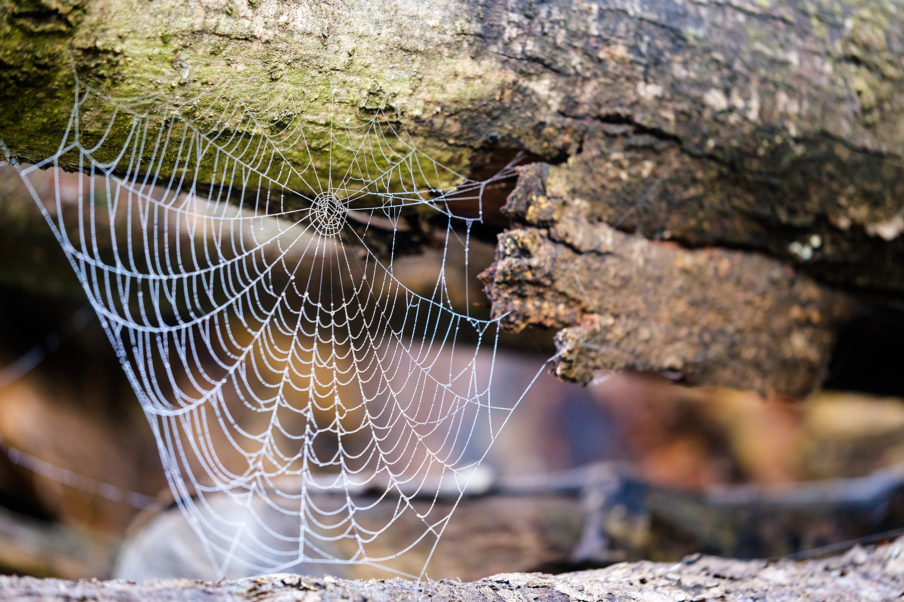 Networking for the conservation of plant diversity
