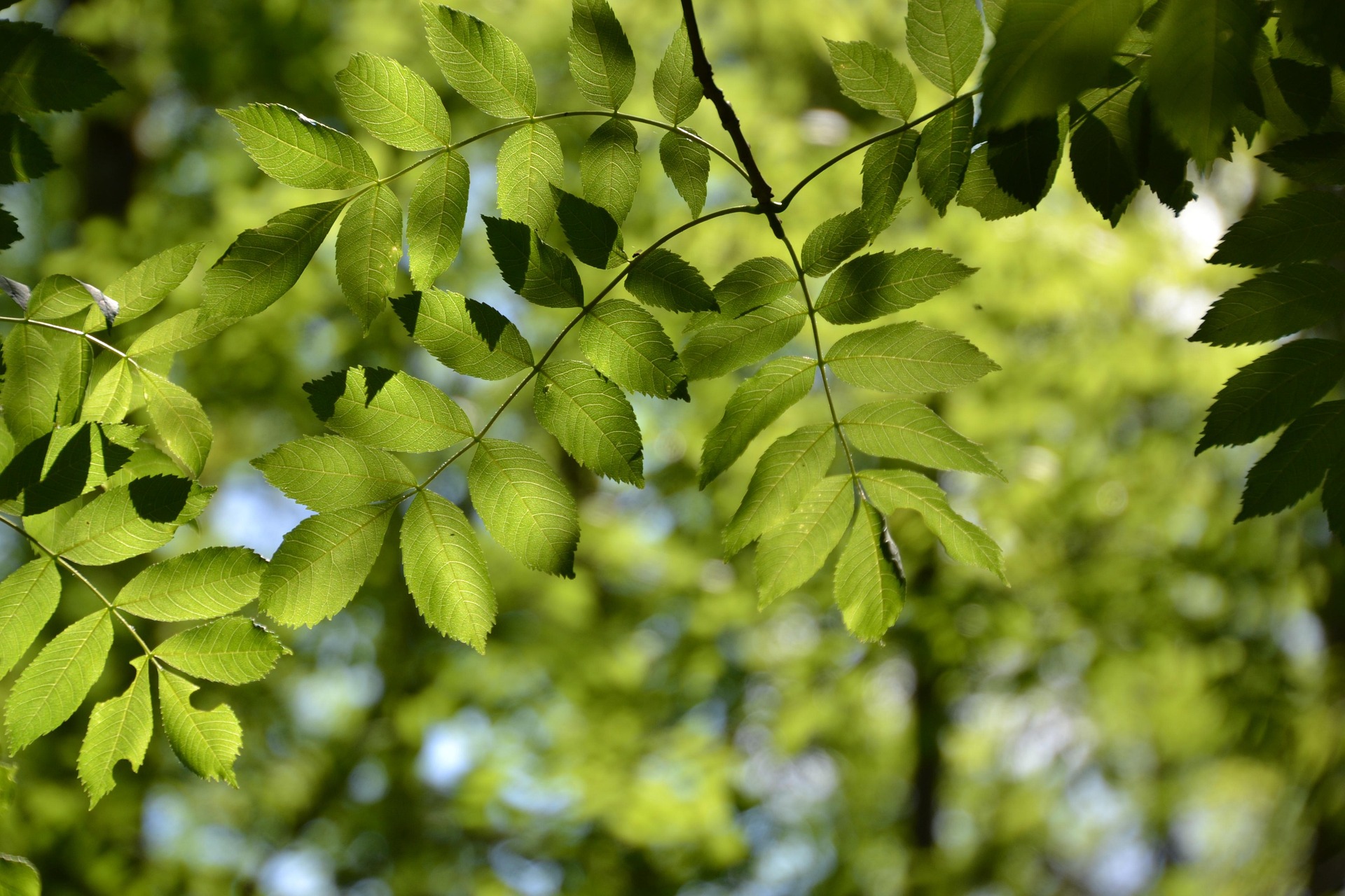 New hope for the Nordic-Baltic ash forests