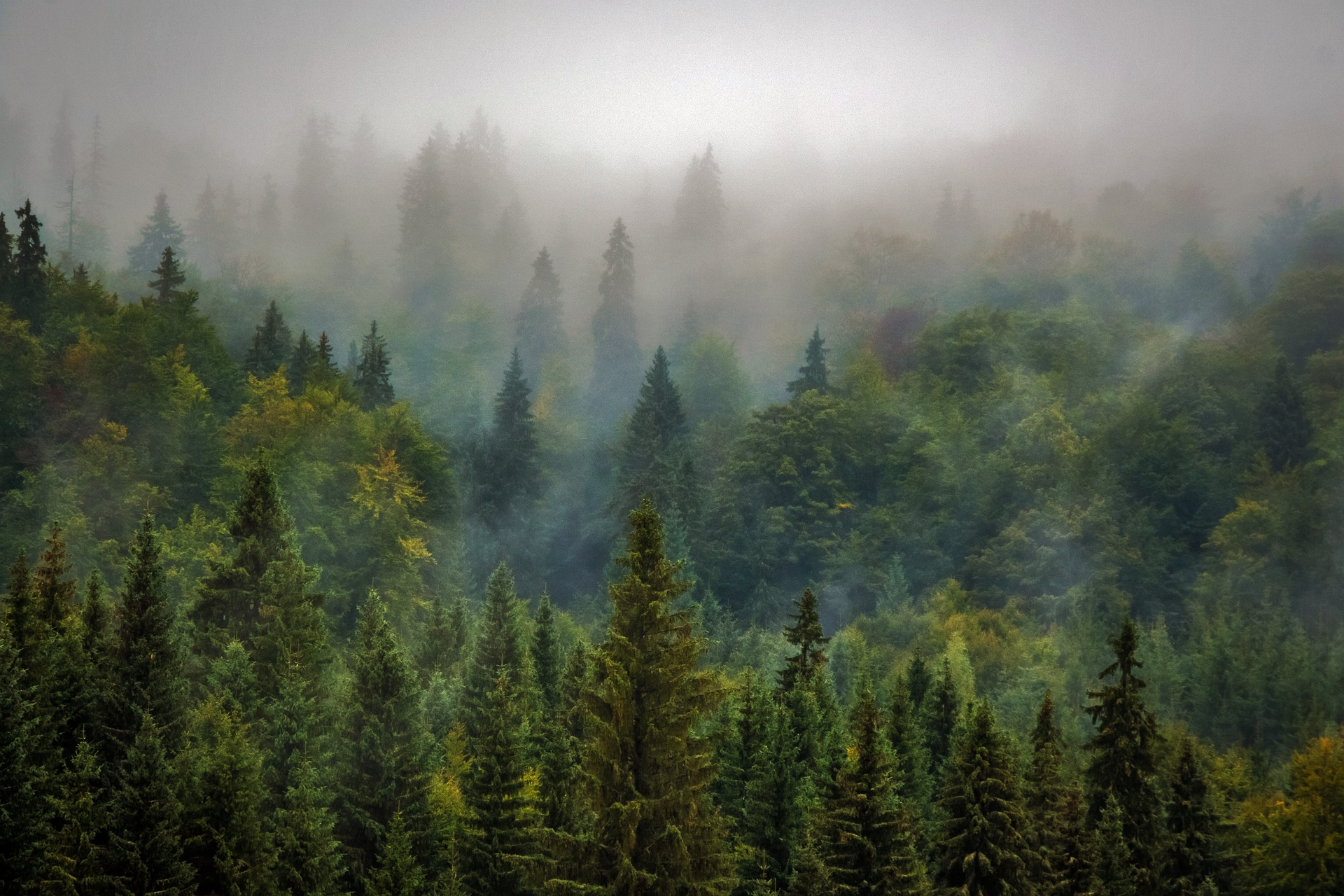 Nordic Forest Statistics 2026
