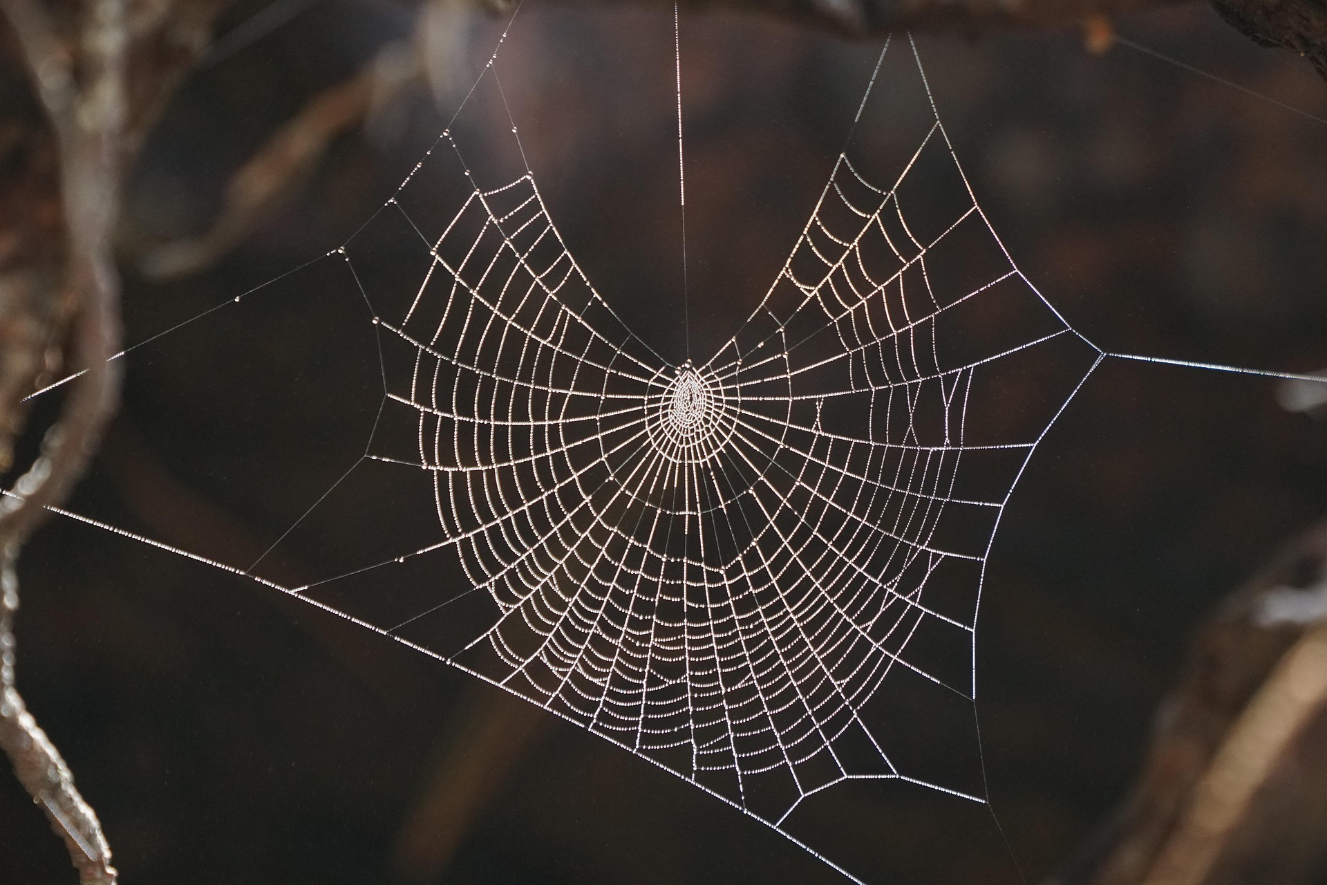 Networking for the conservation of plant diversity