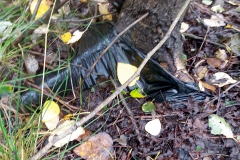 Tree roots covered in plastic. Photo.