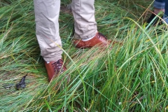 Close up on a pair of legs standing in high grass. Photo.